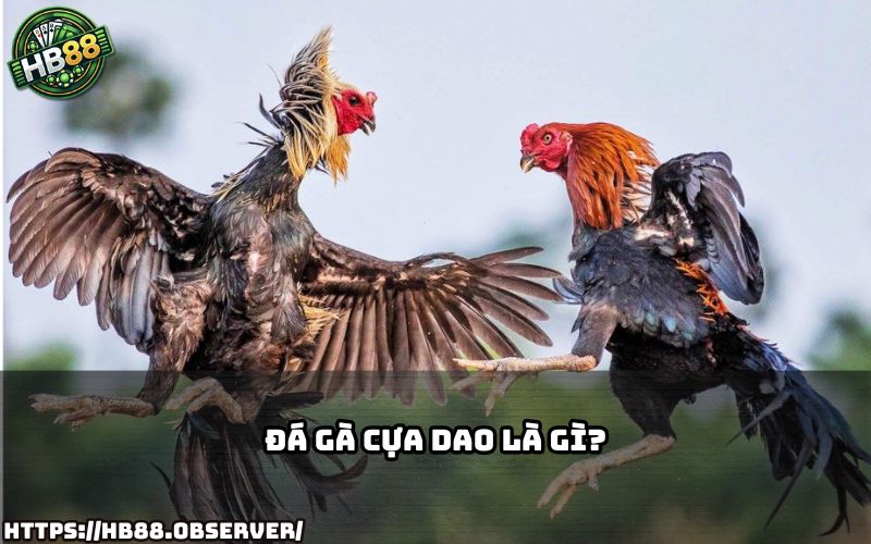Tìm hiểu ngay đá gà cựa dao là gì và tại sao lại thu hút đông đảo cược thủ trên HB88